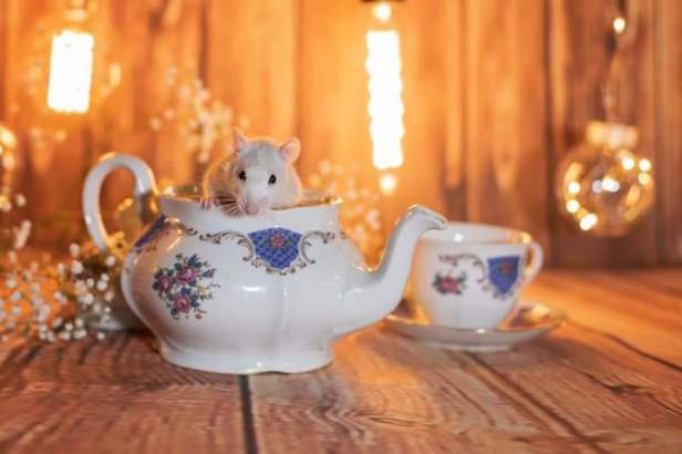 FB_IMG_1576410386252